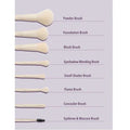 Top-down view of SHEGLAM Pro Core 8-piece brush set displaying all brushes laid out: powder brush, foundation brush, blush brush, eyeshadow blending brush, small shader brush, flame brush, concealer brush, and eyebrow/mascara brush with beige handles